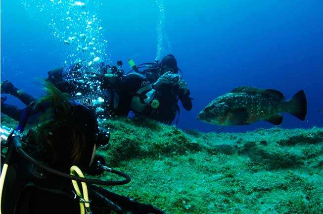 Diving In Estartit, Medes Islands and the Montgri Natural Park coast
